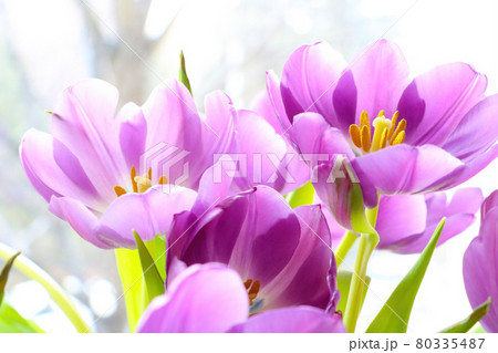 Purple flowering tulips close-up on a sunny day. 80335487