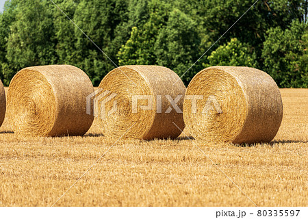 Hay Bales in a Row in a Summer Sunny Day - Padan Plain Italy 80335597