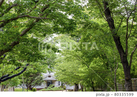 三里塚御料牧場記念館　新緑のマロニエ並木 80335599
