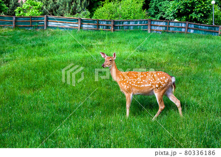 a young deer walks on a green lawn on the slope of a nature reserve with a hilly landscape and a fence to protect rare fawn species of wild animals in nature. 80336186