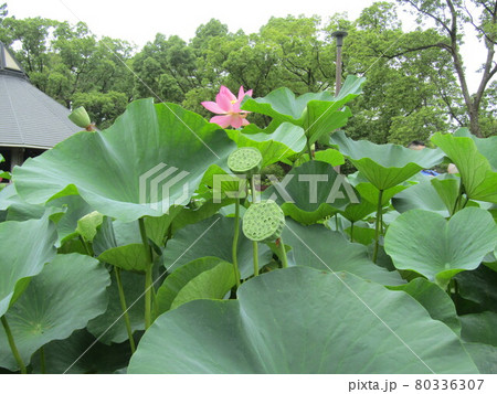 千葉公園のオオガハスの桃色の花とハスの実 千葉公園のオオガハスの桃色の花とハスの実 80336307