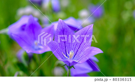 桔梗 80336315