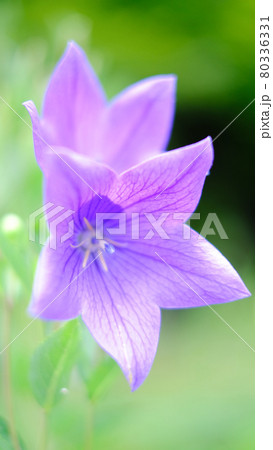 桔梗 80336331
