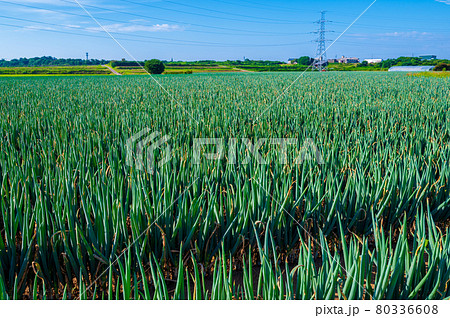一面の葱畑（福井県坂井市） 80336608