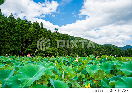花はす公園（福井県 南越前町） 80336783