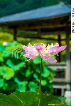 花はす公園（福井県 南越前町） 80336789