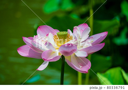 花はす公園（福井県 南越前町） 80336791