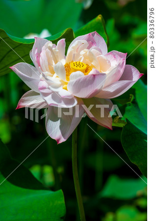 花はす公園（福井県 南越前町） 80336796