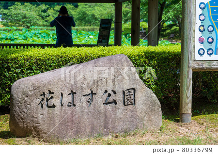 花はす公園（福井県 南越前町） 80336799