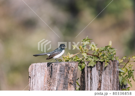 Willie Wagtail bird sitting on a post.  80336858