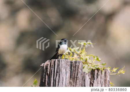 Willie Wagtail bird sitting on a post.  80336860