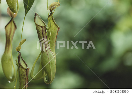 ウツボカズラ ウツボカズラ 80336890