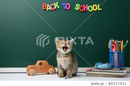 cute kitten scottish chinchilla sitting with open mouth on a book on a background of green chalk board and stationery cute kitten scottish chinchilla sitting with open mouth on a book on a background of green chalk board and stationery 80337011