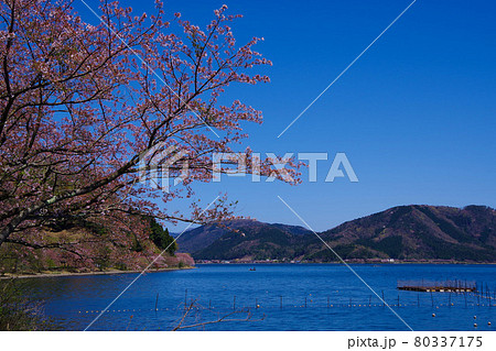 琵琶湖 湖北地方 海津大崎の桜と綺麗な湖 琵琶湖 湖北地方 海津大崎の桜と綺麗な湖 80337175