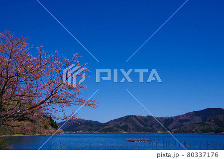琵琶湖 湖北地方 海津大崎の桜と綺麗な湖 琵琶湖 湖北地方 海津大崎の桜と綺麗な湖 80337176