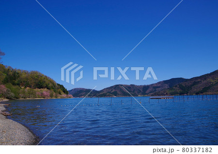 琵琶湖 湖北地方 海津大崎の桜と綺麗な湖 琵琶湖 湖北地方 海津大崎の桜と綺麗な湖 80337182