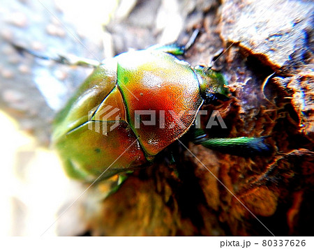 カナブン カナブン 80337626