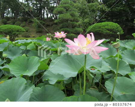 千葉公園のオオガハスの大きい花 80337674