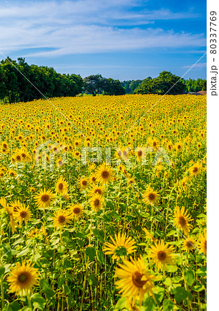 Ikegami Himawari Park (Ikegami, Mikuni-cho, - Stock Photo