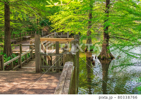 グリーンピア春日井、ラクウショウの幻想的な風景〈愛知県春日井市〉 グリーンピア春日井、ラクウショウの幻想的な風景〈愛知県春日井市〉 80338766