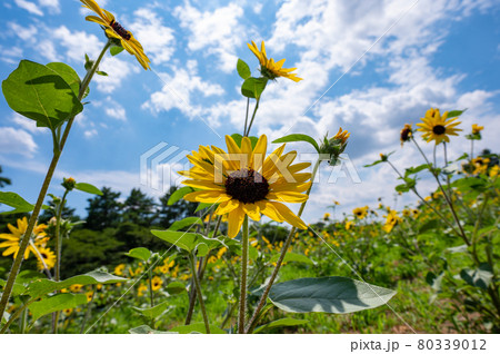 夏の陽の光を浴びて、未来を見つめる向日葵 夏の陽の光を浴びて、未来を見つめる向日葵 80339012