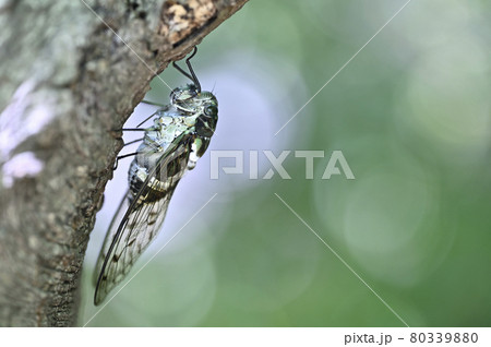 ミンミンゼミ ミンミンゼミ 80339880