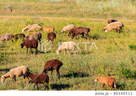 Flock of sheep grazing on a green meadow 80340511