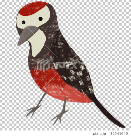 白背啄木鳥的插圖 80341649