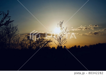 Twilight - tree silhouette against a gradation sky  80342282