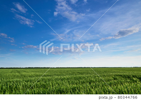 Field for growing young wheat, barley, rye. Young green wheat sprouts of grain crops. Agricultural land. Field for growing young wheat, barley, rye. Young green wheat sprouts of grain crops. Agricultural land. 80344766