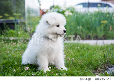 Funny Samoyed puppy on the green grass Funny Samoyed puppy on the green grass 80345121