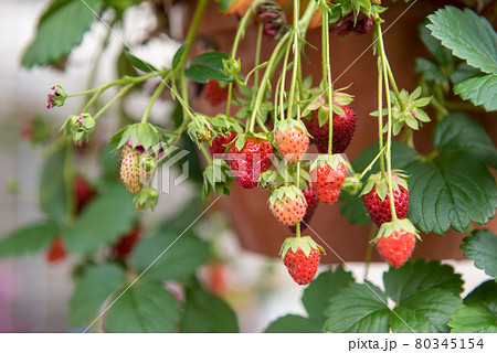 Strawberry plants growing in a terracotta pot 80345154