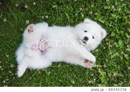 Funny Samoyed puppy dog top view in the garden 80345156