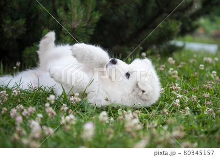 Funny Samoyed puppy dog top view in the garden 80345157