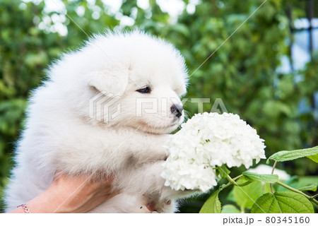 Female hands holding white fluffy Samoyed puppy Female hands holding white fluffy Samoyed puppy 80345160