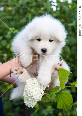 Female hands holding white fluffy Samoyed puppy Female hands holding white fluffy Samoyed puppy 80345161