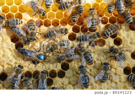 Bees inside a beehive with the queen bee in the middle. Queen bee lays eggs in the cell. Macro photo. Bees inside a beehive with the queen bee in the middle. Queen bee lays eggs in the cell. Macro photo. 80345223