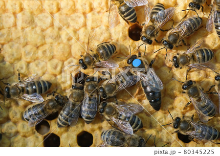 Bees inside a beehive with the queen bee in the middle. Queen bee lays eggs in the cell. Macro photo. 80345225