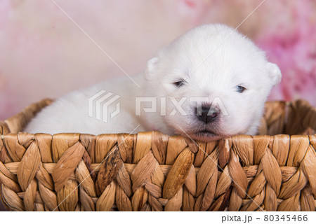 White fluffy small Samoyed puppy dog in the basket White fluffy small Samoyed puppy dog in the basket 80345466