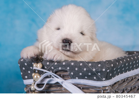 White fluffy small Samoyed puppy dog in a gift box White fluffy small Samoyed puppy dog in a gift box 80345467