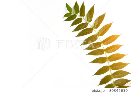 Green leaf branches on white background. flat lay, top view. Sun Flare Green leaf branches on white background. flat lay, top view. Sun Flare 80345650