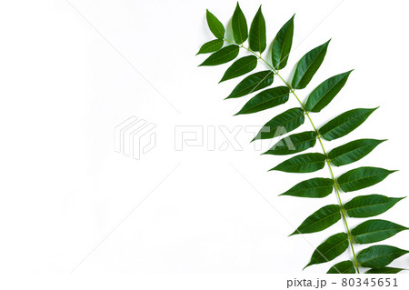 Green leaf branches on white background. flat lay, top view 80345651