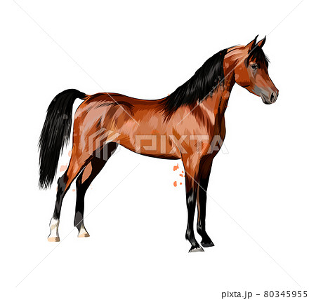 Horse from splash of watercolors. Hand drawn sketch 80345955
