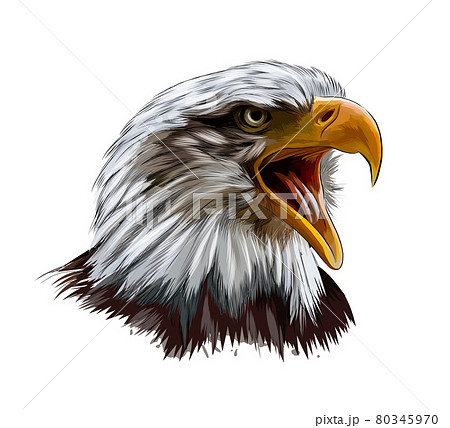 Bald Eagle Head Portrait From A Splash Of のイラスト素材