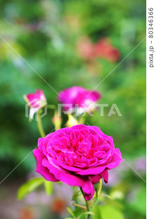 満開のバラの花とつぼみ 満開のバラの花とつぼみ 80346366