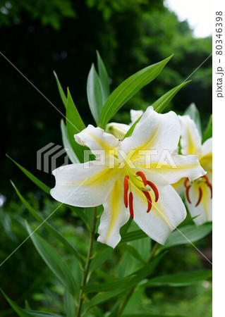 1978　サクユリ 80346398