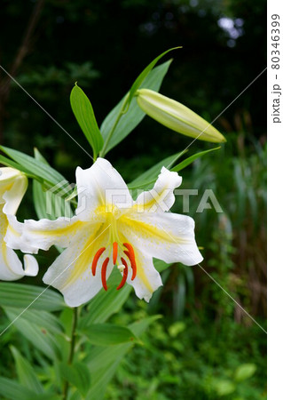 1977 サクユリ 1977 サクユリ 80346399