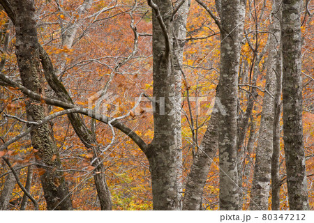 日本最北のブナ林の紅葉 日本最北のブナ林の紅葉 80347212
