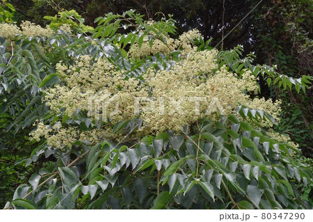 カラスザンショウの花 80347290