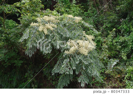 カラスザンショウの花 80347333